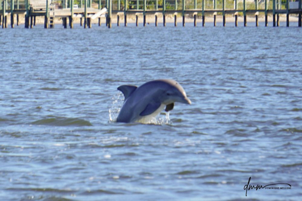 Bottlenose Dolphin- Breaching 18