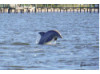 Bottlenose Dolphin- Breaching 18
