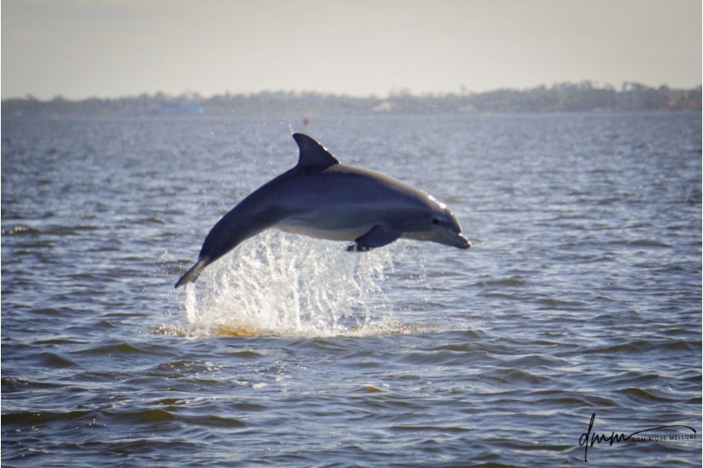 Bottlenose Dolphin- Breaching 2