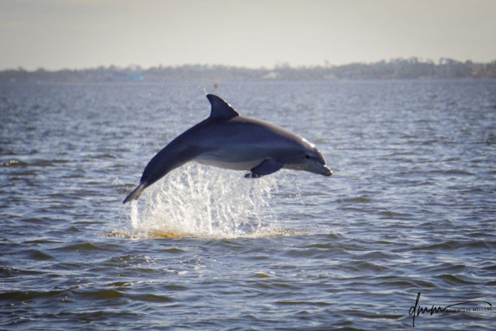 Bottlenose Dolphin- Breaching 2