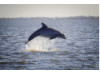 Bottlenose Dolphin- Breaching 2