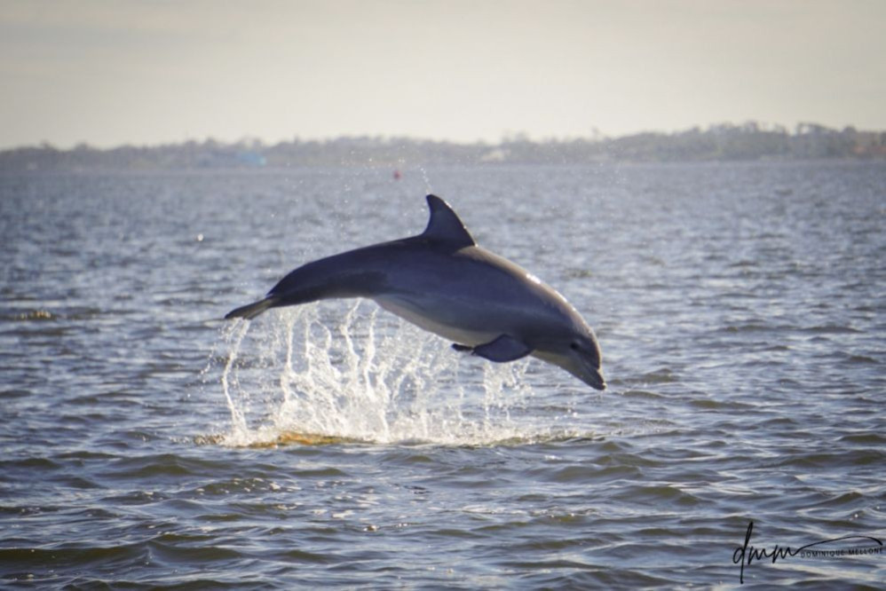 Bottlenose Dolphin- Breaching 3