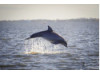 Bottlenose Dolphin- Breaching 3