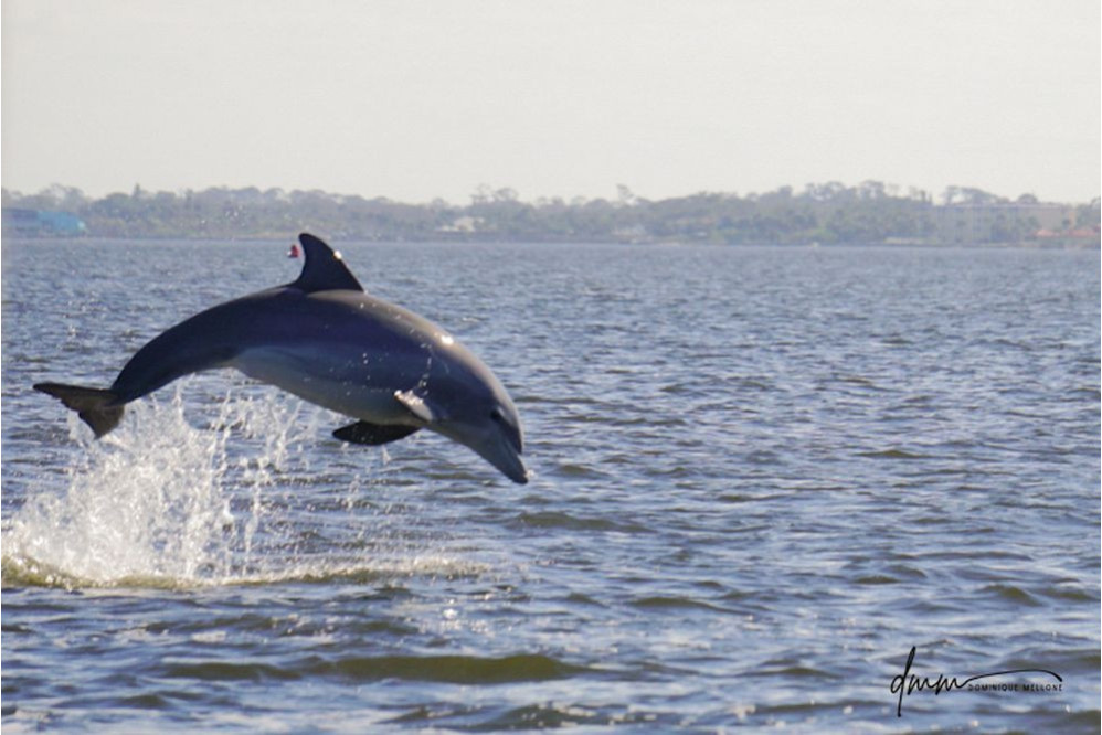 Bottlenose Dolphin- Breaching 4