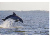 Bottlenose Dolphin- Breaching 4