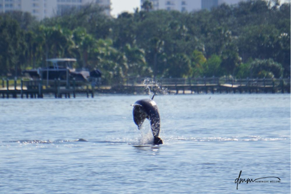 Bottlenose Dolphin- Breaching 5