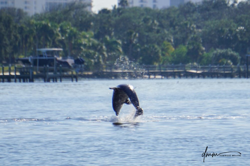 Bottlenose Dolphin- Breaching 6