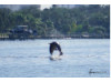 Bottlenose Dolphin- Breaching 6