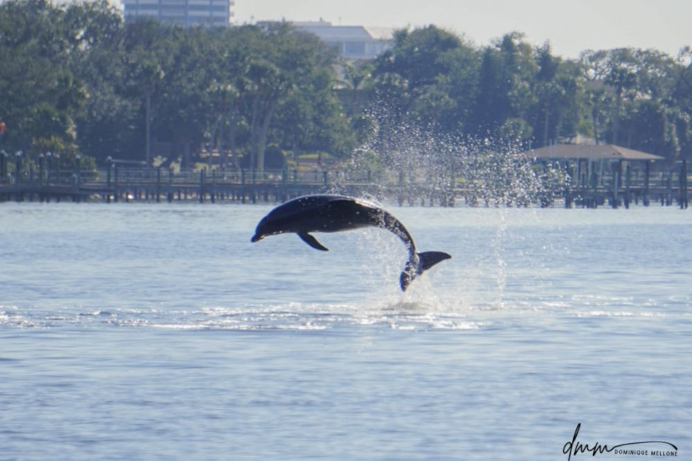 Bottlenose Dolphin- Breaching 7