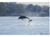 Bottlenose Dolphin- Breaching 7