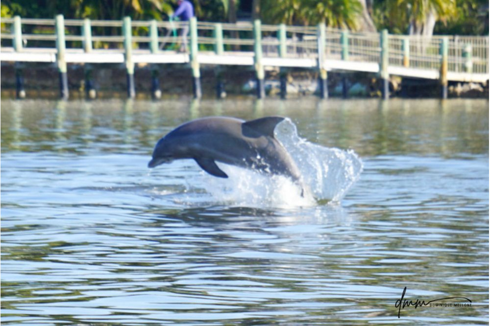 Bottlenose Dolphin- Breaching 8