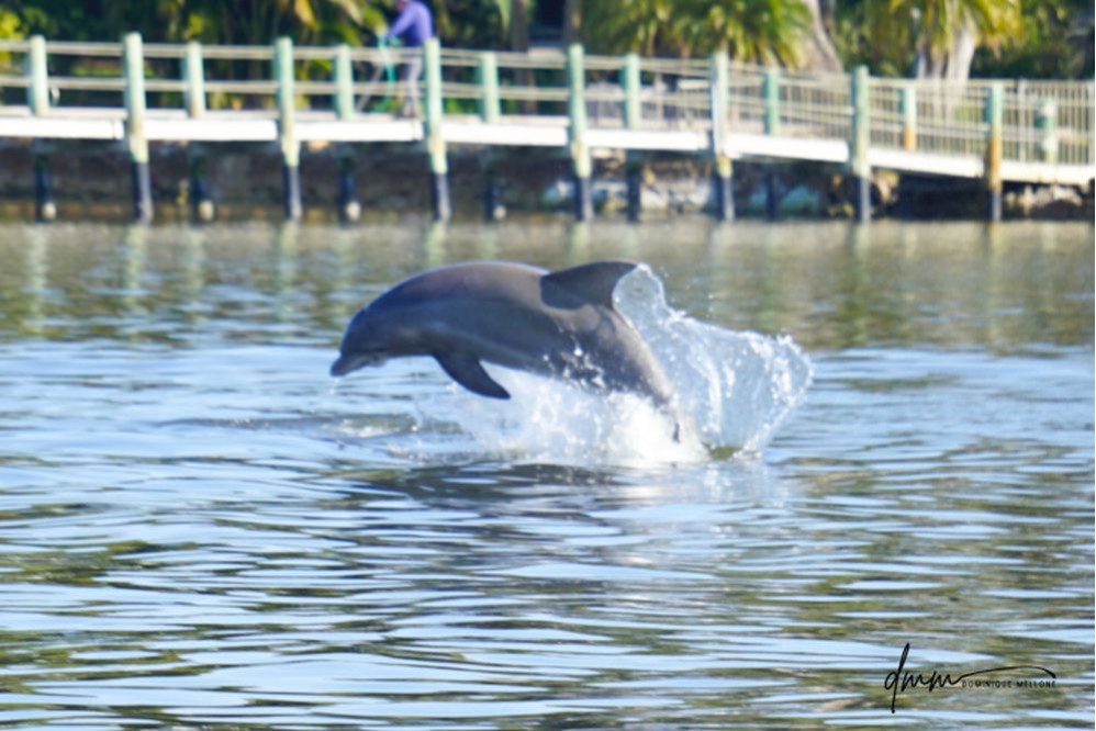 Bottlenose Dolphin- Breaching 8