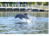 Bottlenose Dolphin- Breaching 8
