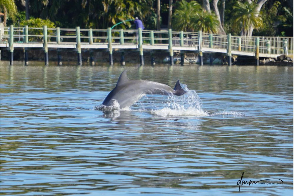 Bottlenose Dolphin- Breaching 9