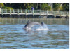 Bottlenose Dolphin- Breaching 9