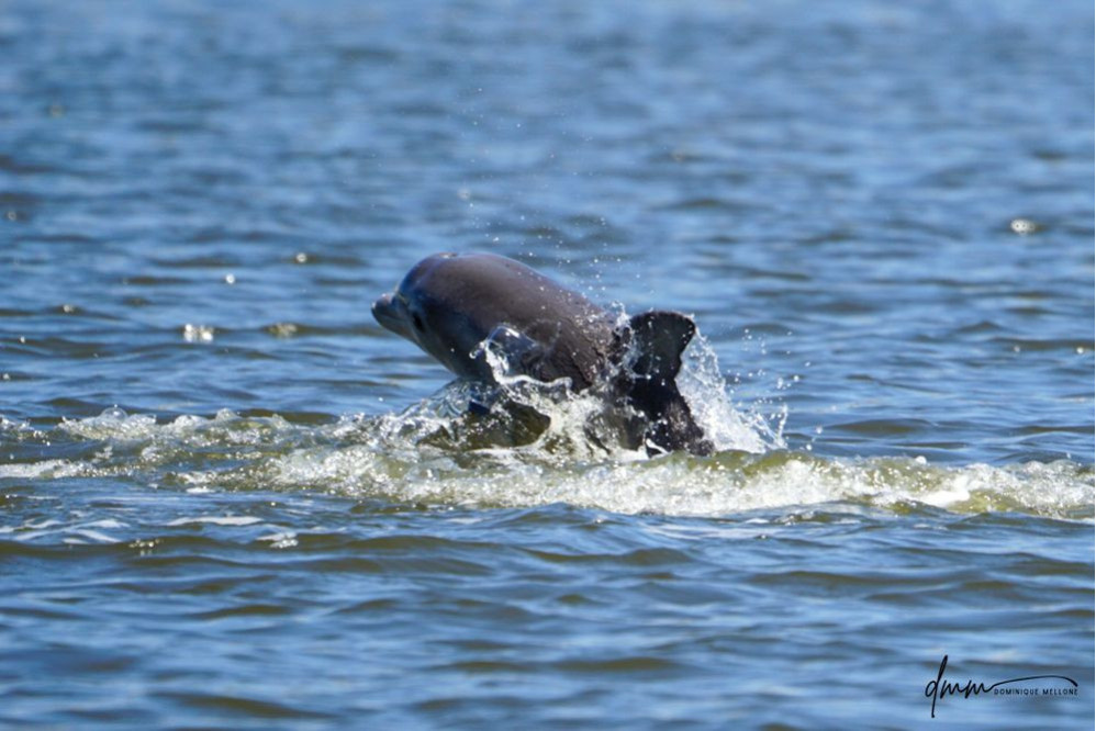 Bottlenose Dolphin- Calf Breaching 1