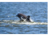 Bottlenose Dolphin- Calf Breaching 1