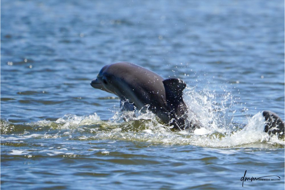 Bottlenose Dolphin- Calf Breaching 2