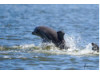 Bottlenose Dolphin- Calf Breaching 2