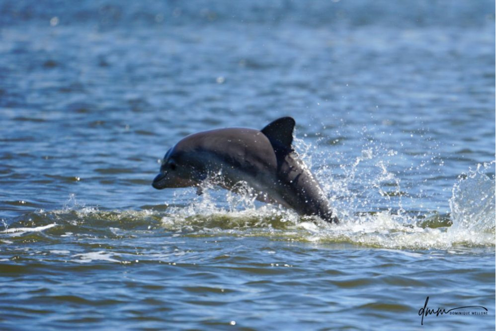 Bottlenose Dolphin- Calf Breaching 3