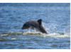 Bottlenose Dolphin- Calf Breaching 3
