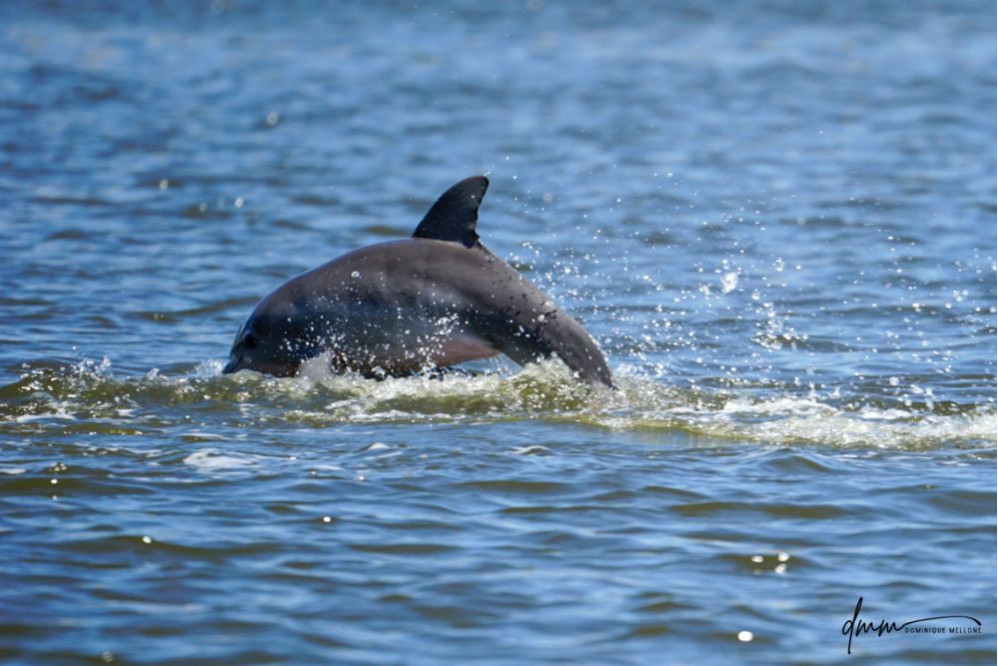 Bottlenose Dolphin- Calf Breaching 4
