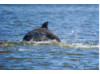 Bottlenose Dolphin- Calf Breaching 4