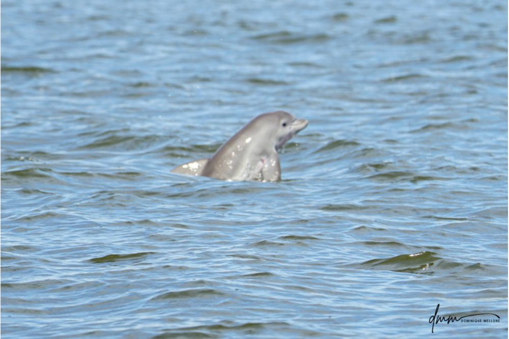 Bottlenose Dolphin- Calf Breaching 5