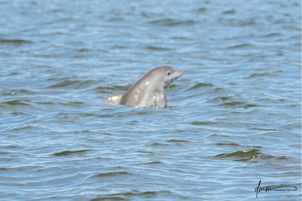 Bottlenose Dolphin- Calf Breaching 5