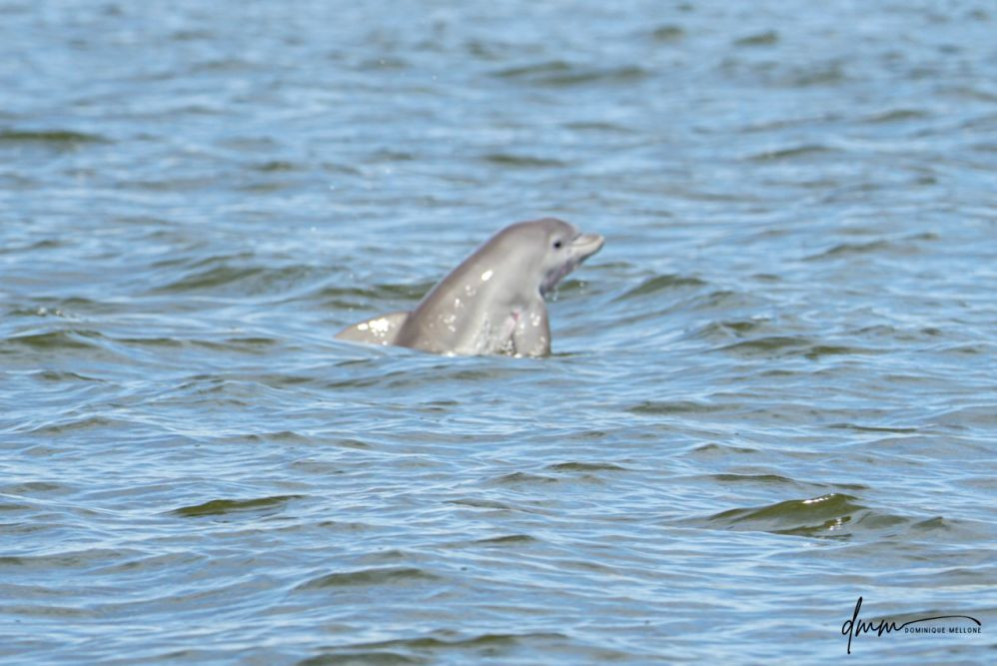 Bottlenose Dolphin- Calf Breaching 5