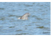 Bottlenose Dolphin- Calf Breaching 5
