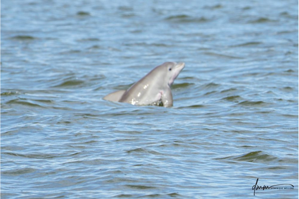 Bottlenose Dolphin- Calf Breaching 6