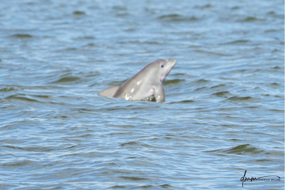 Bottlenose Dolphin- Calf Breaching 6
