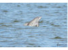 Bottlenose Dolphin- Calf Breaching 6