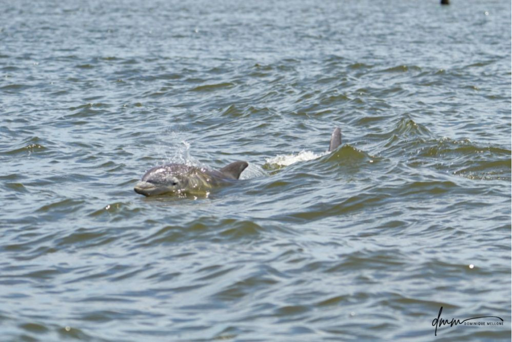 Bottlenose Dolphin- Calf Breaching 7