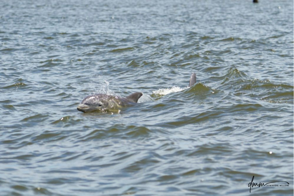 Bottlenose Dolphin- Calf Breaching 7