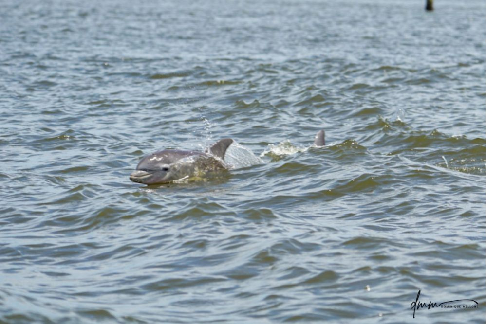 Bottlenose Dolphin- Calf Breaching 8