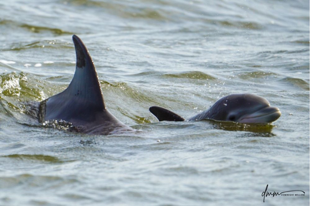 Bottlenose Dolphin- Calf with Mom 1