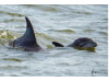 Bottlenose Dolphin- Calf with Mom 1