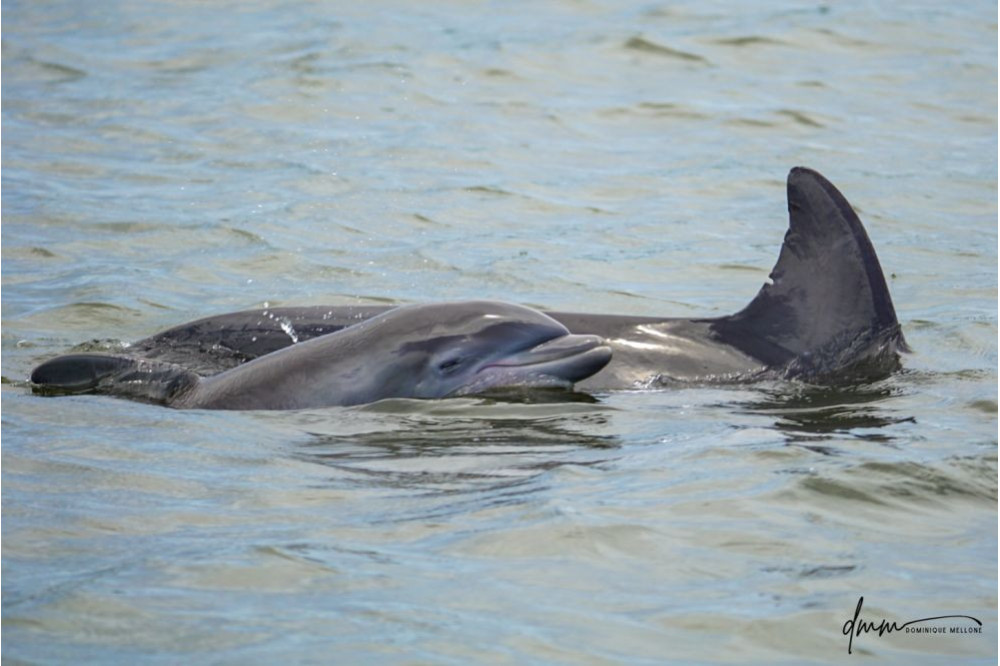 Bottlenose Dolphin- Calf with Mom 10