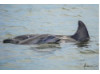 Bottlenose Dolphin- Calf with Mom 10