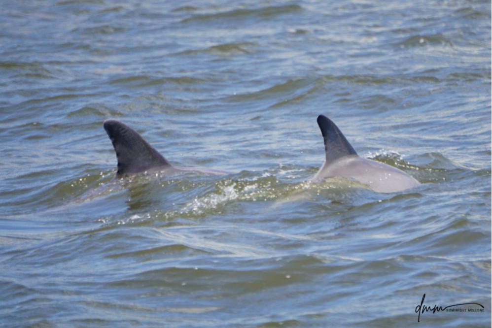 Bottlenose Dolphin- Calf with Mom 11