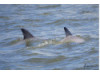 Bottlenose Dolphin- Calf with Mom 11