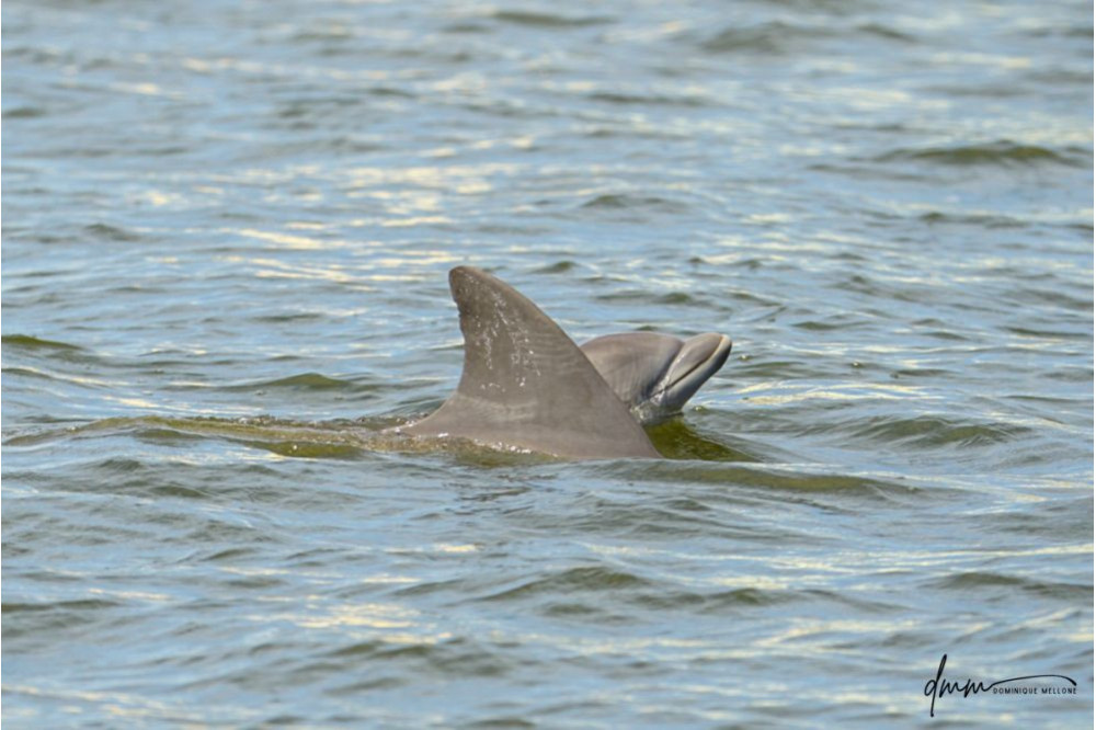 Bottlenose Dolphin- Calf with Mom 12
