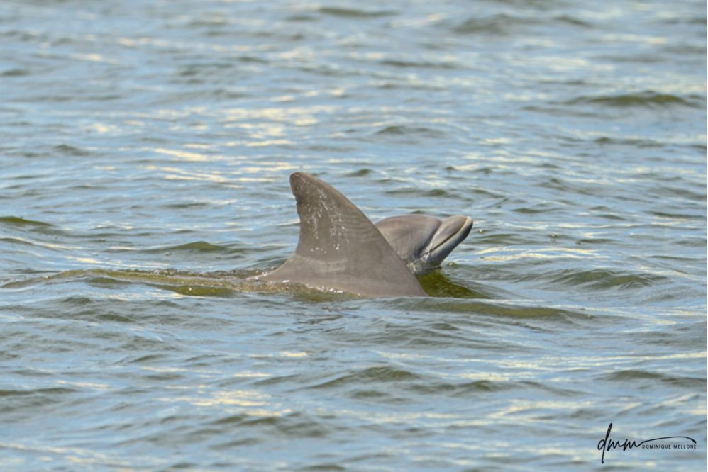 Bottlenose Dolphin- Calf with Mom 12