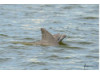 Bottlenose Dolphin- Calf with Mom 12