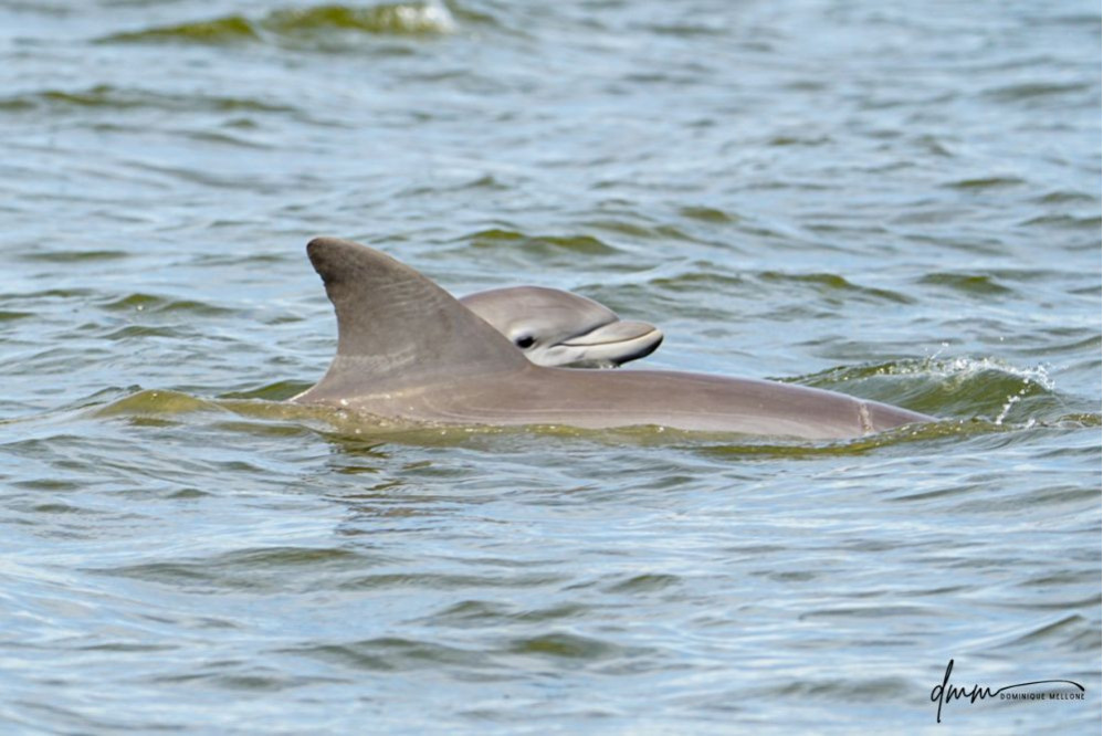 Bottlenose Dolphin- Calf with Mom 13