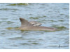 Bottlenose Dolphin- Calf with Mom 13