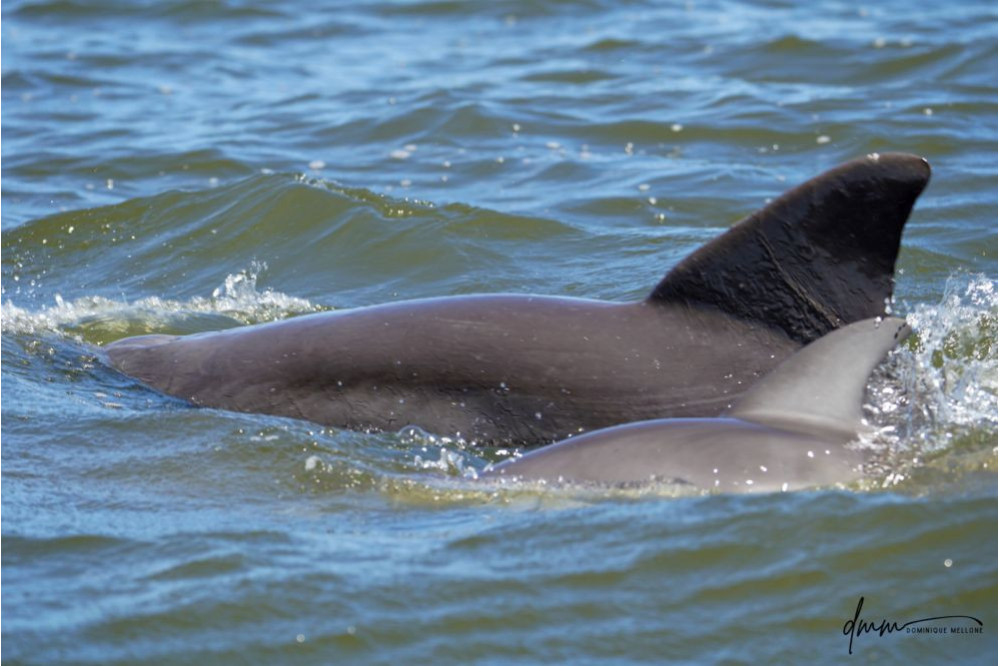 Bottlenose Dolphin- Calf with Mom 14