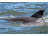 Bottlenose Dolphin- Calf with Mom 14
